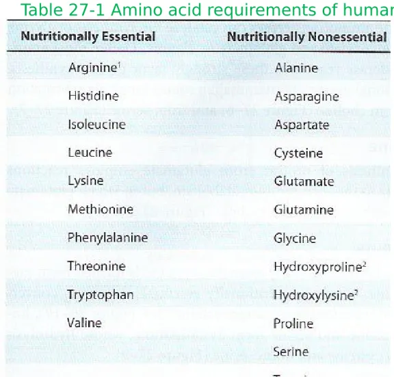Table 27-1 Amino acid requirements of humans
