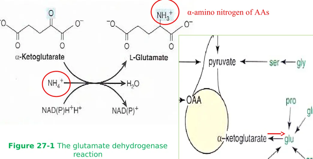 Figure 27-1 The glutamate dehydrogenase 