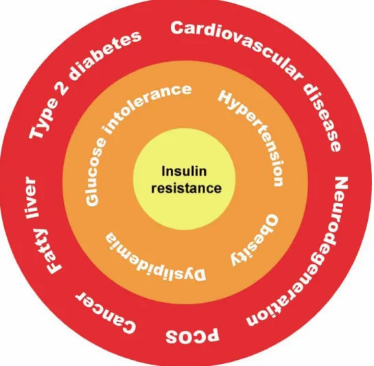Fig.  The insulin resistance syndrome. 