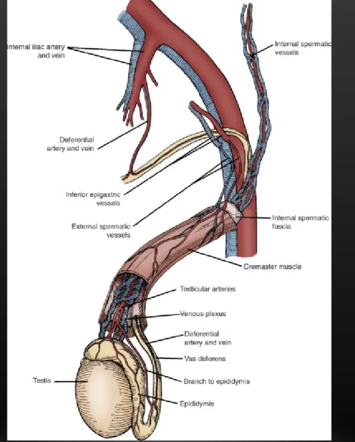 Figure 18-5 Schematic illustration of the 