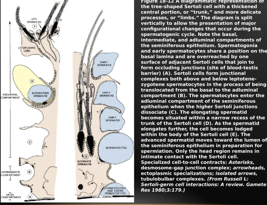 Figure 18-12 A diagrammatic representation of  the tree-shaped Sertoli cell with a thickened  central portion, or “trunk,” and more delicate  processes, or “limbs.” The diagram is split  vertically to allow the presentation of major  configurational change