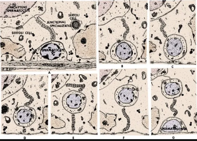 Figure 18-11 Diagram of the steps required to transfer rat primary  spermatocytes from the basal to the adluminal compartment of the  seminiferous tubule