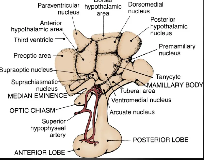 Figure 18-2 Organization of the hypothalamus and pituitary. (From  Swerdloff RS, Wang C: Physiology of hypothalamic-pituitary function