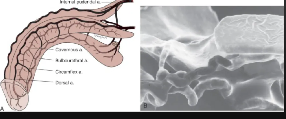 Figure 21-3  A, Penile arterial supply. B, Scanning electron micrograph of a  human penile cast showing helicine arteries opening directly into the 