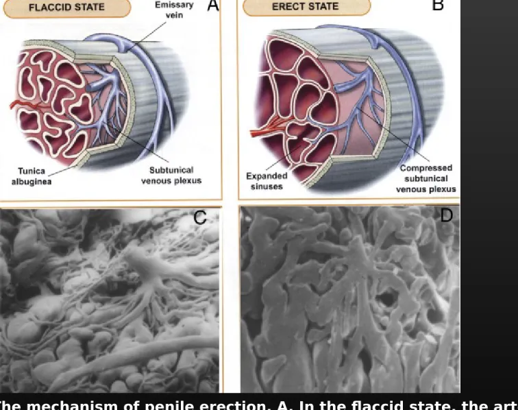 Figure 21-5  The mechanism of penile erection. A, In the flaccid state, the arteries,  arterioles, and 