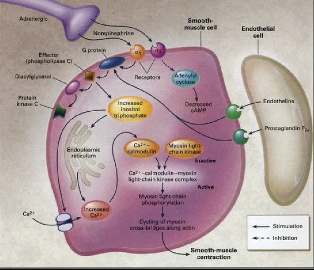 Figure 21-9  Molecular mechanism of penile smooth muscle contraction. 