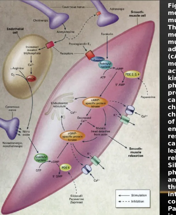 Figure 21-11  Molecular 