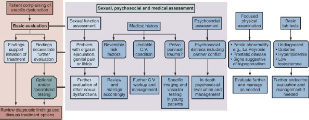 Figure 22-1  Diagnostic algorithm for ED recommended by the ICSM. 