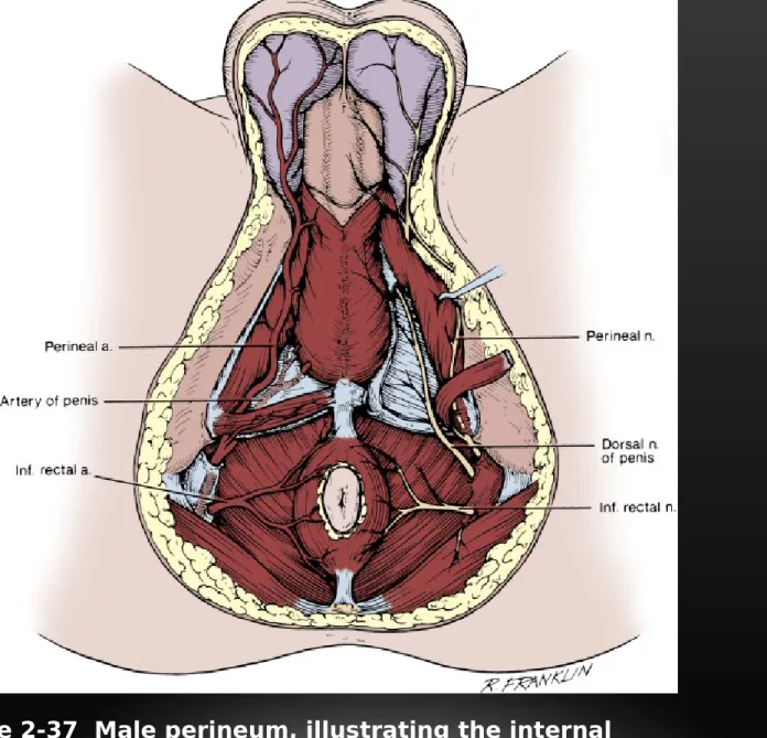 Figure 2-37  Male perineum, illustrating the internal  pudendal artery and its branches on the left and the  pudendal nerve and its branches on the right