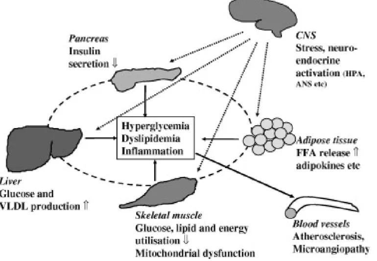 Fig. 1. Interplay between CNS and other tissues in the  pathophysiology of type 2 diabetes and the metabolic 