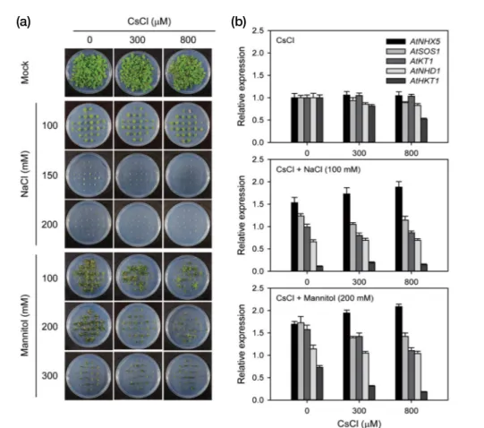 Fig. 2. Change in Cs toxicity and gene expression in Arabidopsis seedlings under salt or osmotic stress
