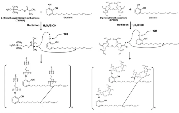 Fig. 2. Schemes of synthetic mechanism for polyurushiol by radiation.