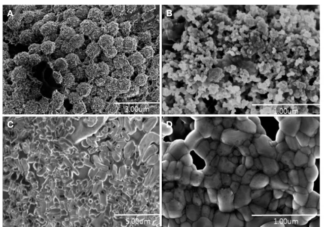 Fig. 1.   Scanning Electron Microscopy images of micro formulation containing active ingredient