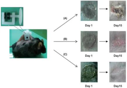 Fig. 5. ‌‌Photographs of wound healing observation at day 1 and day 15: (A) untreated control wound, (B) CMC hydrogels treated wound, (C)  CMC-MH treated wound
