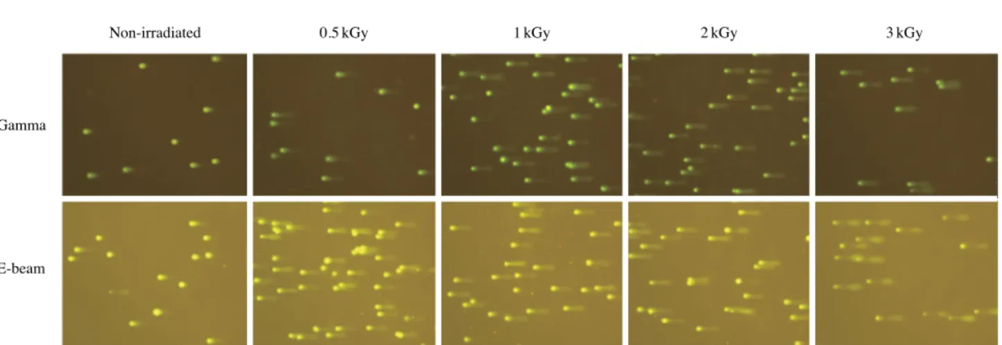 Fig. 2. Typical fluorescent images of DNA nuclei extracted from perilla seeds irradiated with gamma-rays and e-beams at different doses.