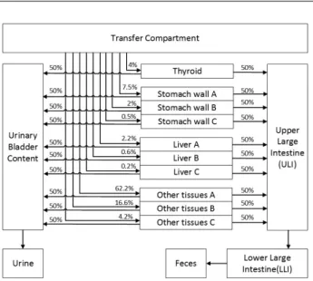 Fig. 5.   Diagram of the bio-kinetic model for  186 Re based on ICRP 