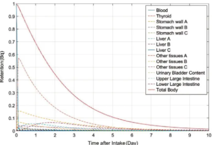 Fig. 17.   Predicted retention values (Bq) of total body and compart-
