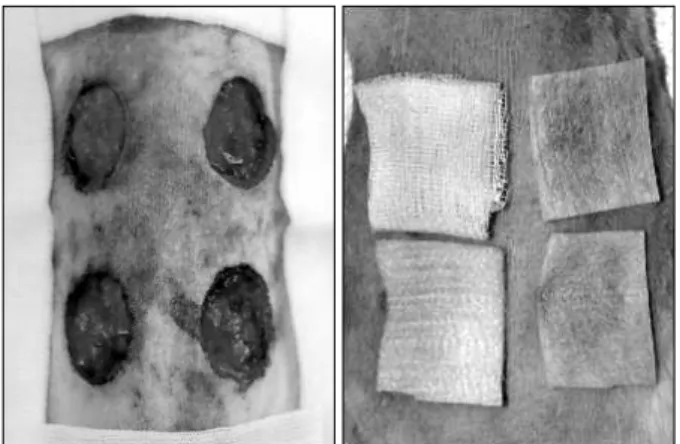 Fig. 1.  (Left)  Full  thickness  skin  defects,  2  cm  in  diameter,  were  made  on  the  back  of  a  rat