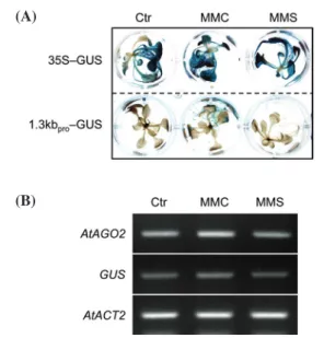 Fig. 3. ‌‌Gene expression pattern of AtAGO2 promoter in response 