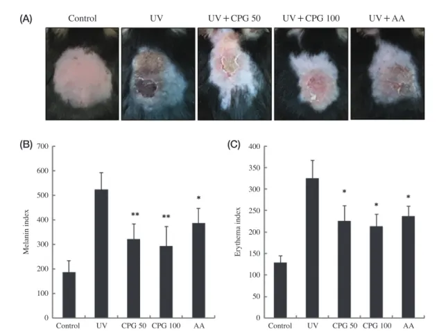 Fig. 3.   Effects of CPG mixture on UVB-induced melanin formation. After CPG mixture administration followed by UVB exposure, skin 