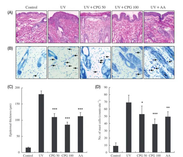 Fig. 4.   Effects of CPG mixture on UVB-induced of histological changes. (A) The skin sections were stained with hematoxylin and eosin