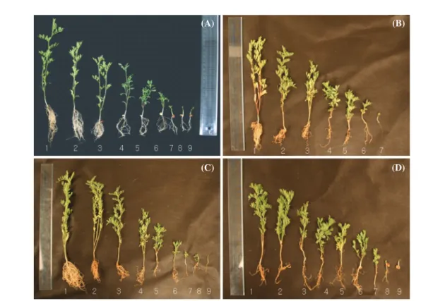 Fig. 2.   Whole plants of 4-week-old lentils after gamma-irradiation at different doses