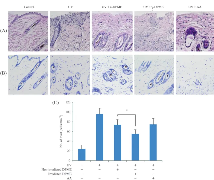 Fig. 3.   Comparison effects of γ-DPME and n-DPME on UVB-induced of histological changes