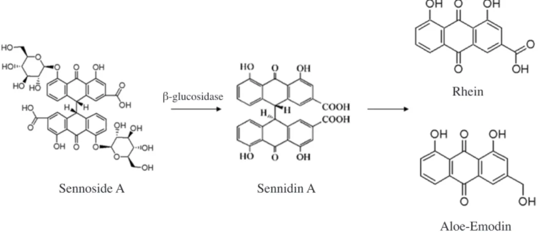 Fig. 1. A schematic diagram of the biochemical conversion of sennoside to rhein and/or emodin derivatives.
