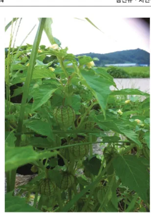 Fig. 4. Physalis angulata found in the study area.