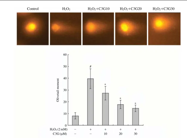 Fig. 2C에 나타낸 바와 같이 HepG2 세포에 H 2 O 2 를 처리