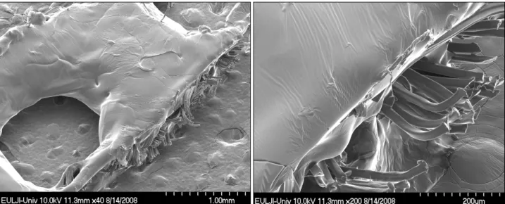 Fig. 5.  Ultrastructure  of  Mepitel Ⓡ   by  scanning  electron  microscopy.  Mepitel Ⓡ   showed  multiple  fibers  covered  with  silicone  membrane