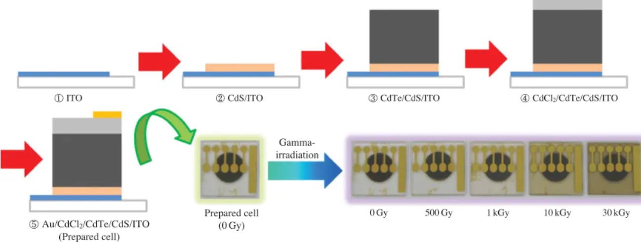 Fig. 1. Preparation of CdTe/CdS solar cells using thermal vacuum evaporation method and its visible property from gamma-irradiation