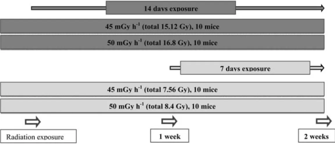 Fig. 1. Schematic of the experimental procedure described in Materials and Methods.