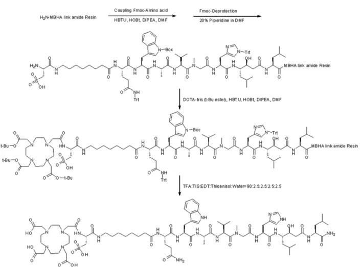 Fig. 1. Solid phase synthesis route and their formula of DOTA-sBBNA. A final sequence of DOTA-sBBNA was DOTA-Ala (SO 3 H)-Aminooc- H)-Aminooc-tanoyl-Gln-Trp-Ala-Val-N methyl Gly-His-Statine-Leu-Met-NH 2 .