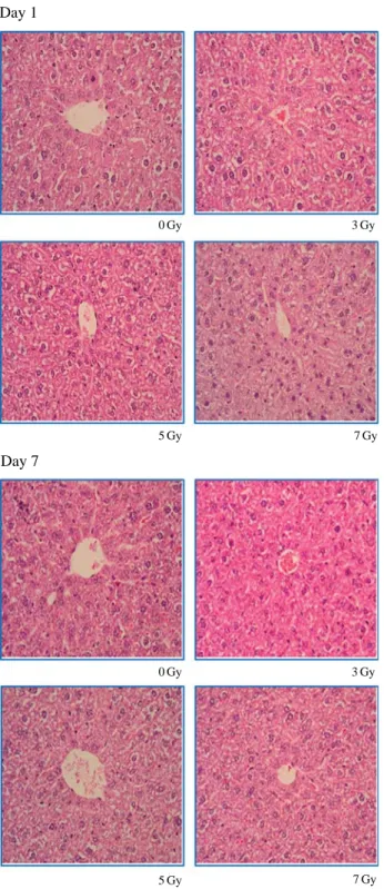 Fig. 2. Histopathology of liver tissue of the mice at day 1 and 7 after various dose of  γ-irradiation.