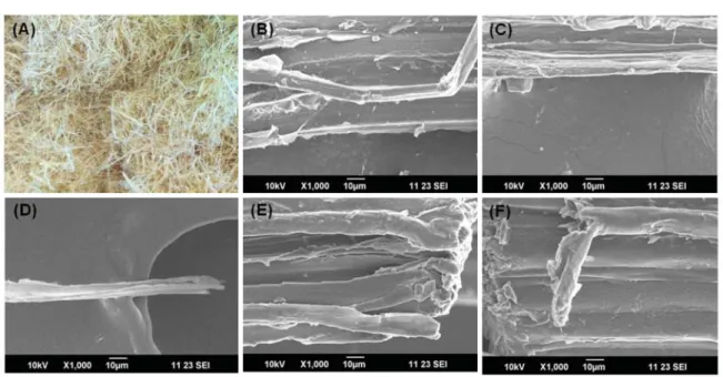 Fig. 4. The picture of kenaf pulp (A) and SEM micrographs of Control (B), (C) P-0-300, (D) P-20-20, (E) P-20-40 and (F) P-20-60.