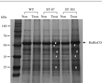 Fig. 1. SDS-PAGE profiles of total protein in WT, ST-87, and ST-