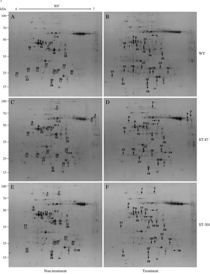 Fig. 2. Protein expression patterns in the shoots of the WT and 2 ST-lines exposed to salt stress