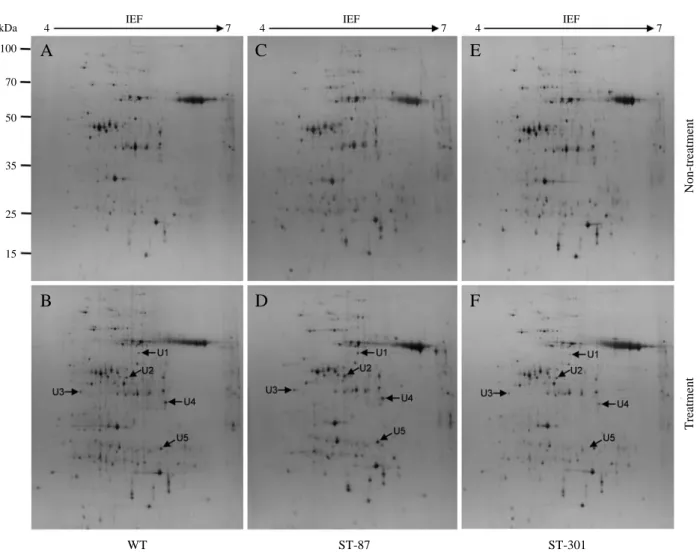 Fig. 4. Differentially increased or decreased proteins on the 2-DE gels of the WT and 2 ST-lines proteins