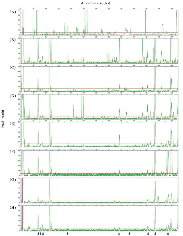 Fig. 1. AFLP patterns of 8 treatments on capillary electrophoresis using M - CAC/E - AAC primer combination