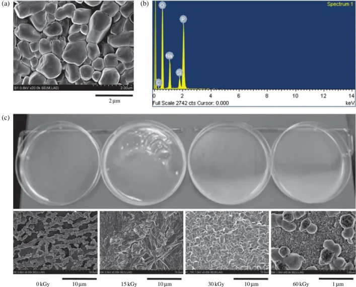 Fig. 1. FE - SEM analyses of a sustainable releasing microformulation containing H 3 PO 3 : (a) FE - SEM analysis, (b) EDX spectrum, (c) FE -