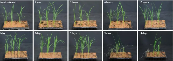 Fig. 1. The comparison of phenotype between wild type and two mutation lines according time lapse for 14 days after salt treatment
