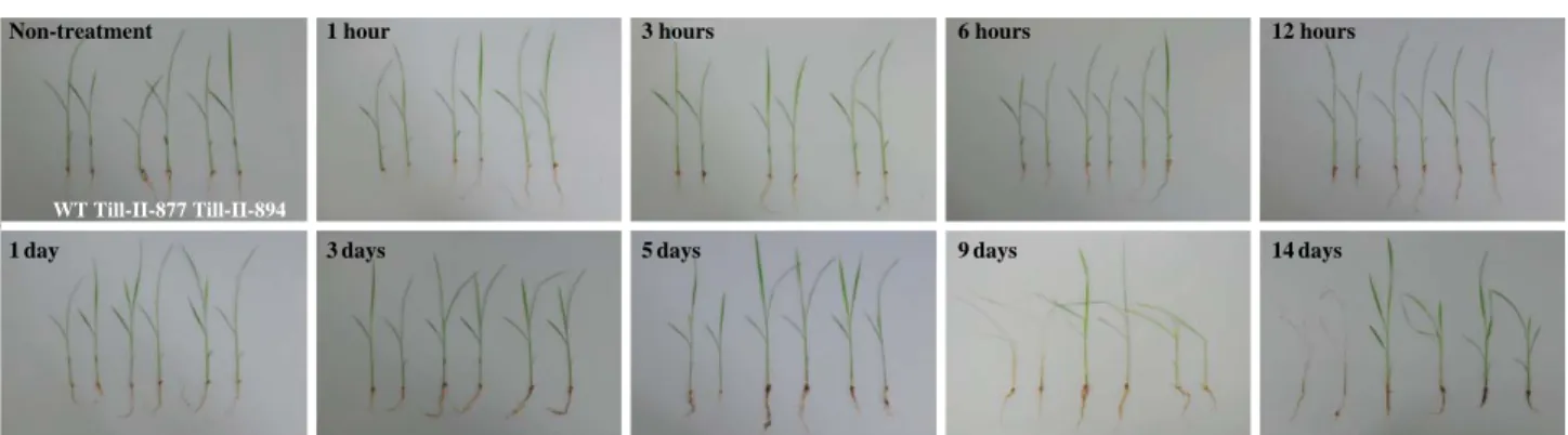 Table 1. The phase of salt stress in wild type and two mutation lines according time