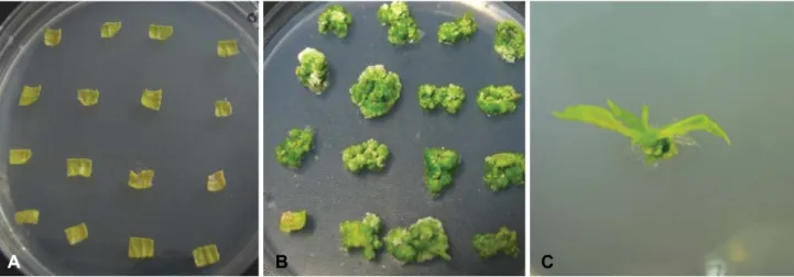 Fig. 3. Callus induction and development formation from leaf disc of Hibiscus syriacus L.var
