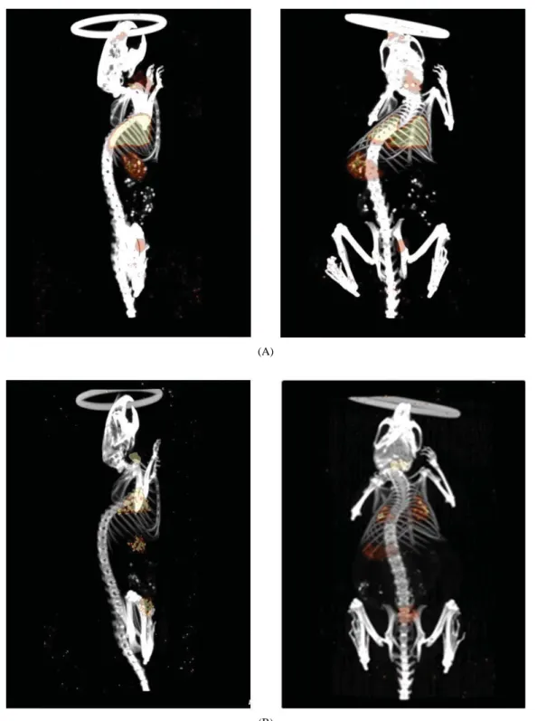 Fig. 5. Micro-SPECT/CT images of  125 I-Ag-PANI-silica nanoparticle in the ICR mouse at 30 min (A) and 20 hr (B) after injection.(A)
