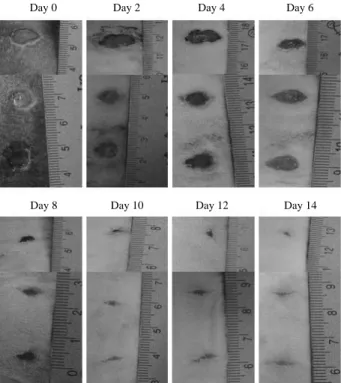 Fig. 4. Cell viability of citrus gel/PVP/PEG/ κ-carrageenan hydro-