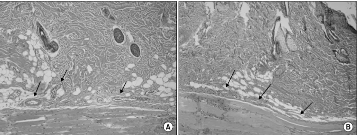 Fig. 6.  Number  of  vessels  in  the  composite  tissue  transplan- transplan-tation  (×400)