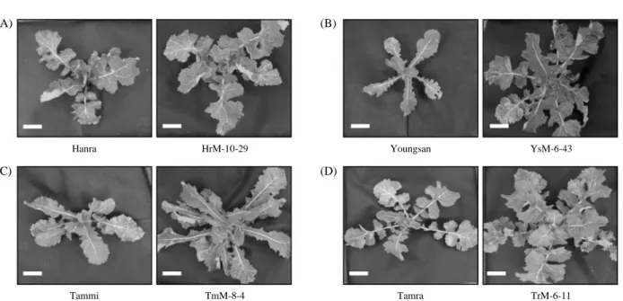 Fig. 3. The selected M 2 mutant lines showing high growth appearance. A: Hanra control &amp; mutant, B: Youngsan control &amp; mutant, C: Tammi