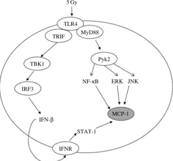 Fig. 5. Possible model for the mechanism of MCP-1 production by