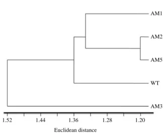 Fig. 2. Phylogenetic tree between original variety, ‘Argus’ and its